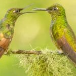 Two buff-tailed Coronets facing each other on a lichen-covered perch in the Tandayapa Valley, Ecuador.
