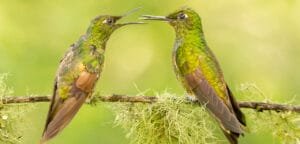 Two buff-tailed Coronets facing each other on a lichen-covered perch in the Tandayapa Valley, Ecuador.