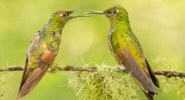 Two buff-tailed Coronets facing each other on a lichen-covered perch in the Tandayapa Valley, Ecuador.