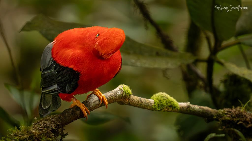 Male Andean cock-of-the-rock perched on a moss-covered branch at Finca La Victoriana, Ecuador.