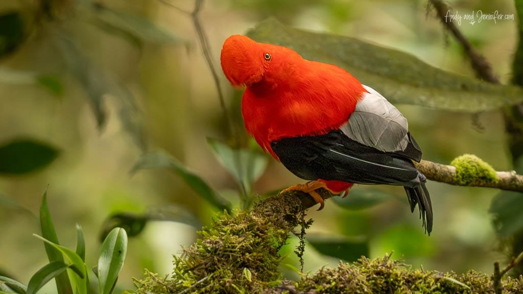 Male Andean cock-of-the-rock displaying its distinctive crest while perched at Finca La Victoriana, Ecuador.
