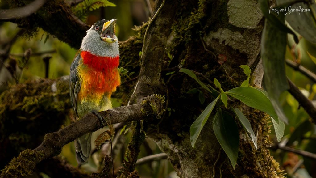 Toucan barbet calling from a mossy branch in cloud forest at Alambi Reserve, Ecuador.