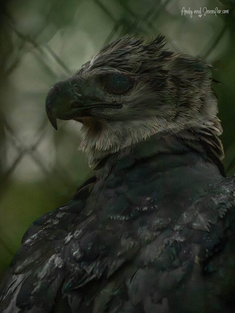 Rescued harpy eagle sheltering from heavy rain at the Summit Botanical Gardens in Panama
