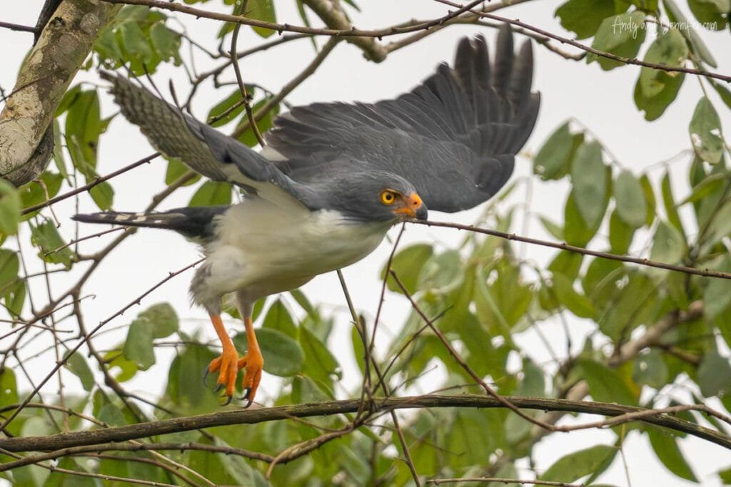 Semiplumbeous Hawk landing in the rainforest canopy near Canopy Tower Panama in Soberanía National Park.