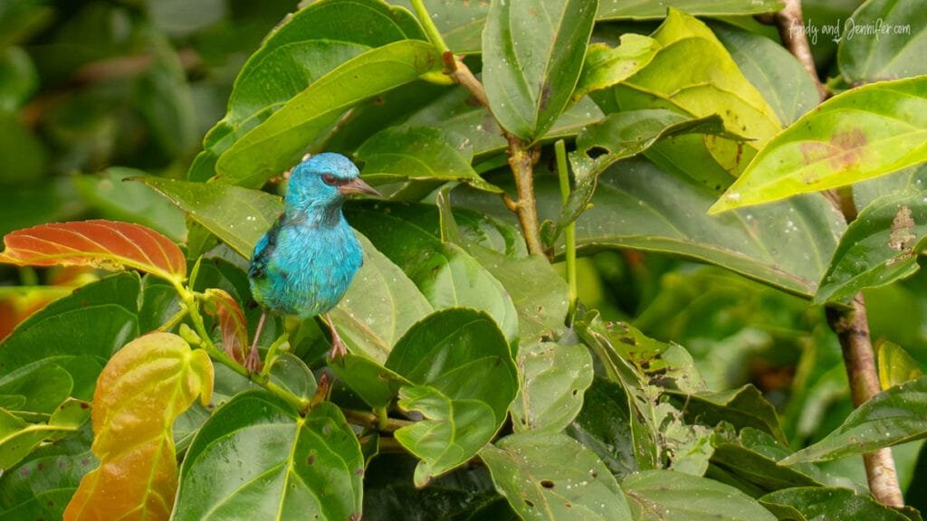Blue dacnis perched among rainforest leaves in Soberanía National Park near Canopy Tower Panama.