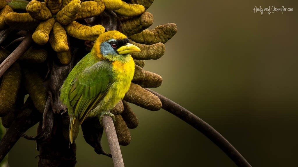 Female red-headed Barbet perched among tropical vegetation at Alambi Reserve, Ecuador.