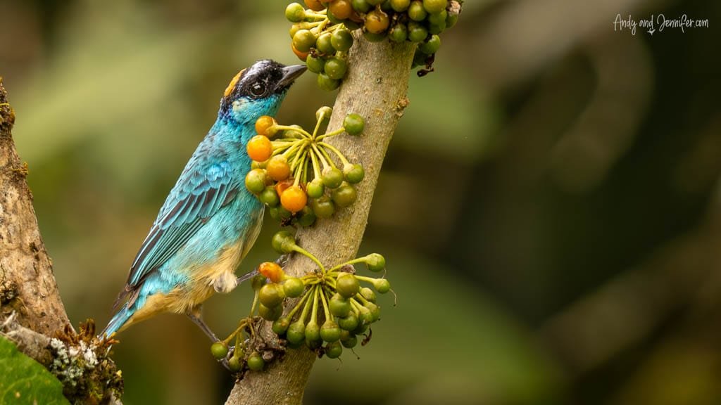 Golden-naped Tanager feeding on fruit at Alambi Reserve, Ecuador.