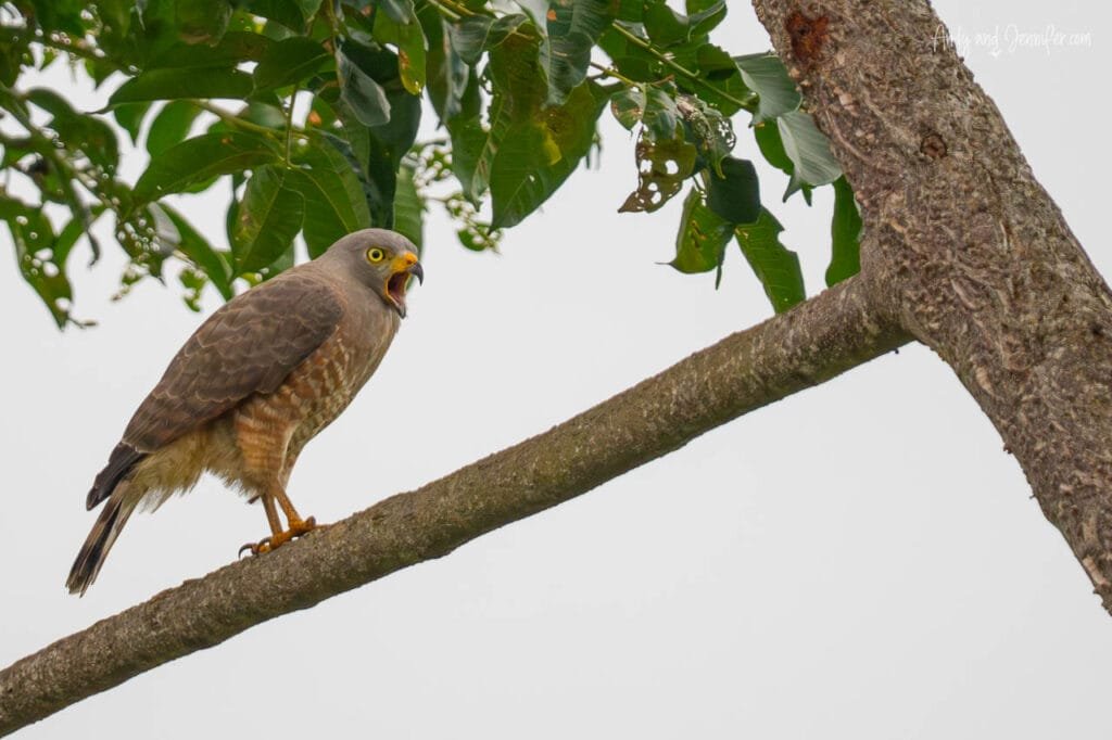 Roadside hawk calling from a tree along Camino a Punta Robalo near Bocas del Toro, Panama.