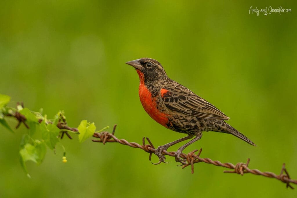 Red-breasted meadowlark perched on barbed wire in the Punta Robalo wetlands near Bocas del Toro, Panama.