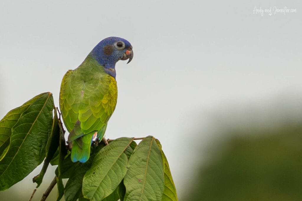 Blue-headed parrot perched in a tree above the Punta Robalo wetlands near Bocas del Toro, Panama.