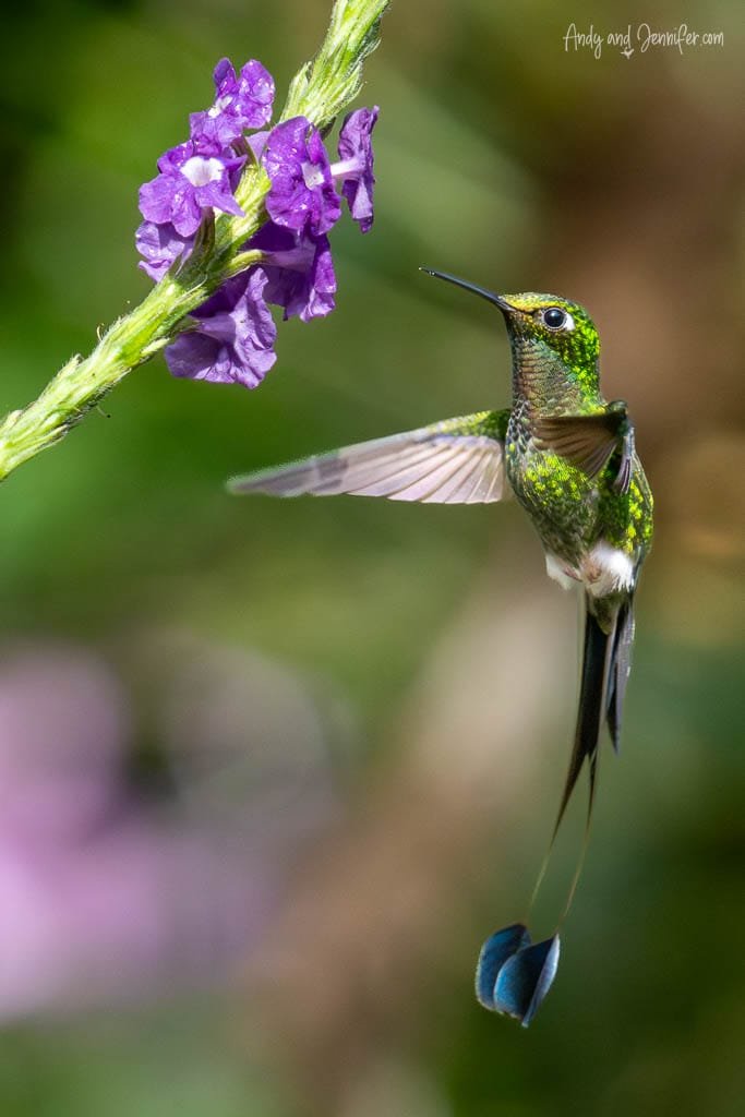 Booted racket-tail hummingbird hovering near purple verbena with its racket-shaped tail feathers visible at Alambi Reserve, Ecuador.