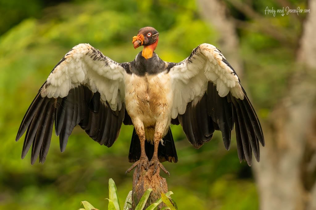 King Vulture perched with its wings spread 