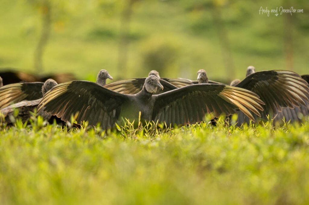 Turkey vultures gathered in a grassy field near Río Cañaza, Panama, with one bird spreading its wings.