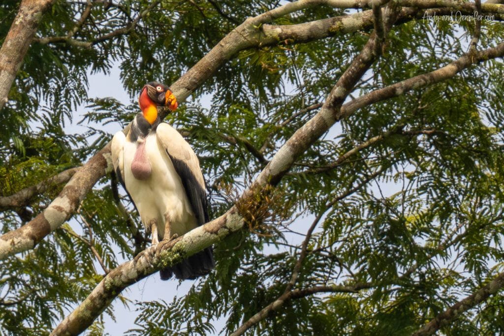 King vulture perched in a tree near Río Cañaza, Panama.