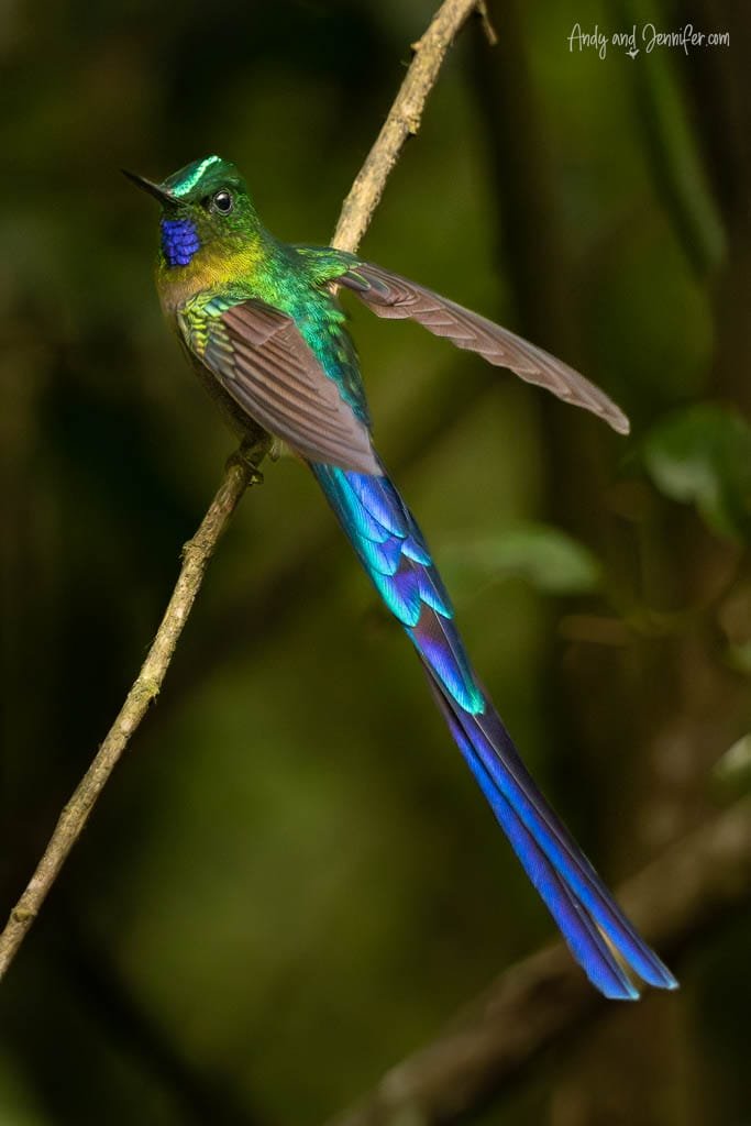 Long-tailed sylph perched with wings extended at Alambi Reserve, Pichincha, Ecuador.