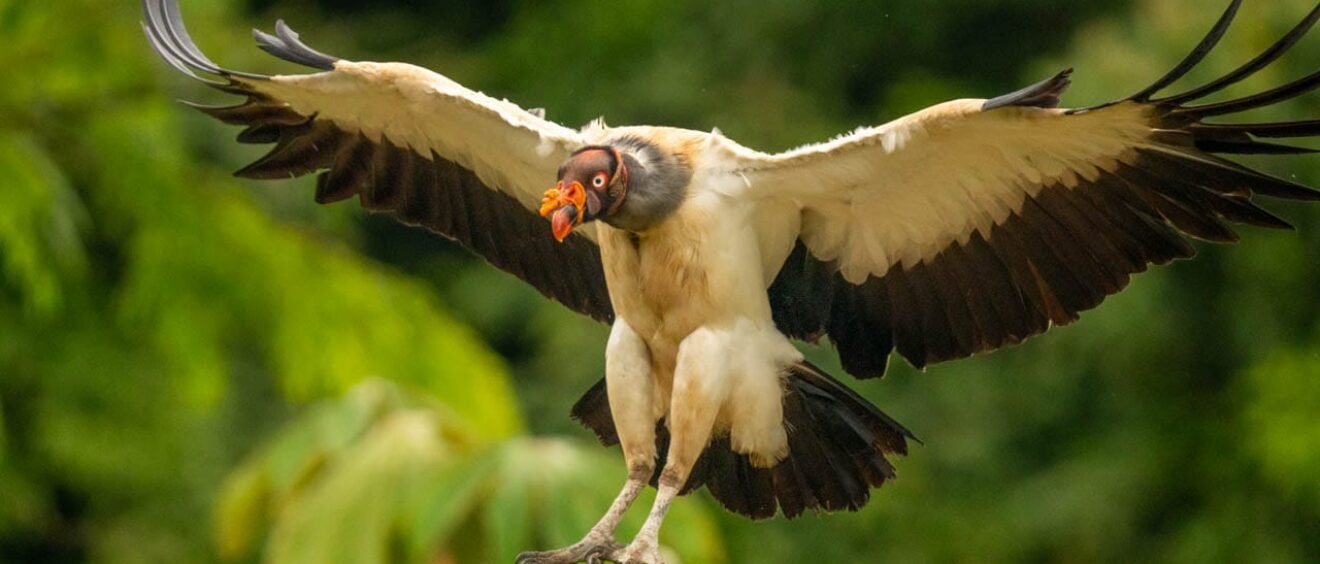 King Vulture coming in to land with wings spread near Laguna Lagarto in Costa Rica.