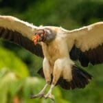 King Vulture coming in to land with wings spread near Laguna Lagarto in Costa Rica.