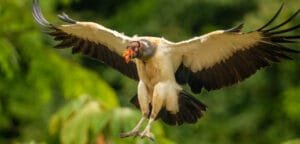 King Vulture coming in to land with wings spread near Laguna Lagarto in Costa Rica.