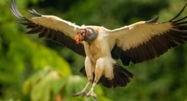 King Vulture coming in to land with wings spread near Laguna Lagarto in Costa Rica.