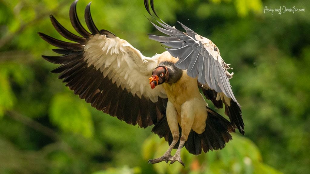 King Vulture coming in to land with wings raised 
