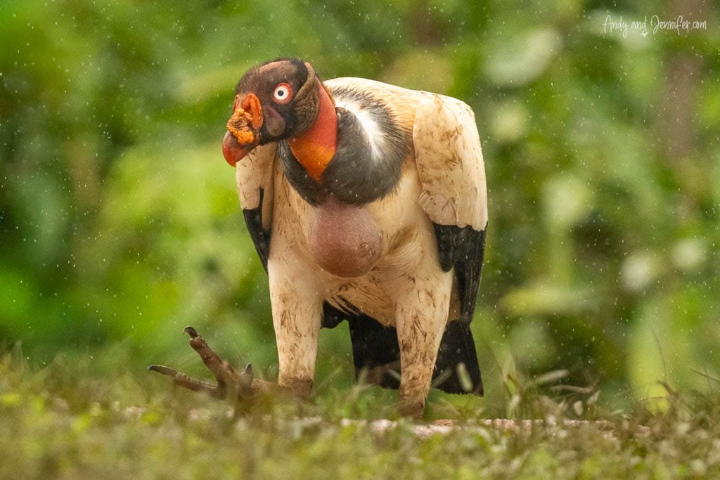 King Vulture with a dramatically swollen crop after feeding