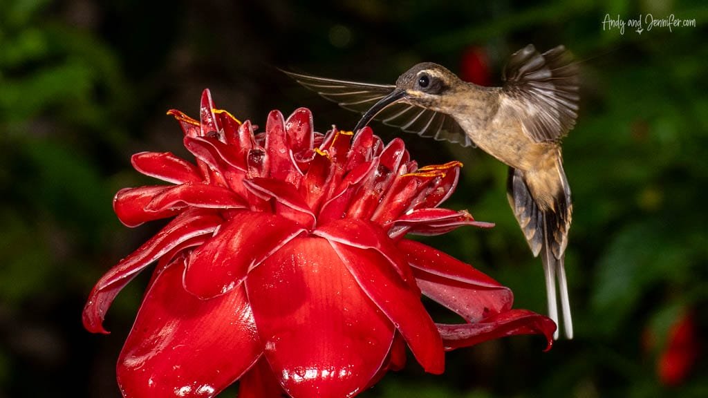 Long-billed hermit hummingbird hovering beside a red tropical flower with its tail streamers extended.
