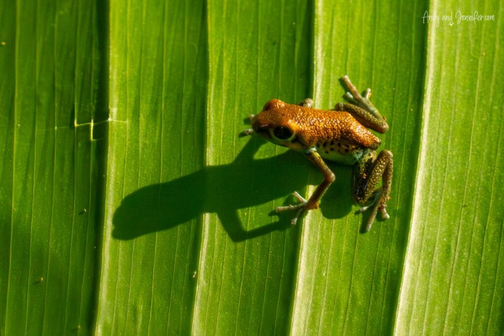 Poison dart frog casting a shadow on a tropical leaf on Isla Popa, Bocas del Toro, Panama.