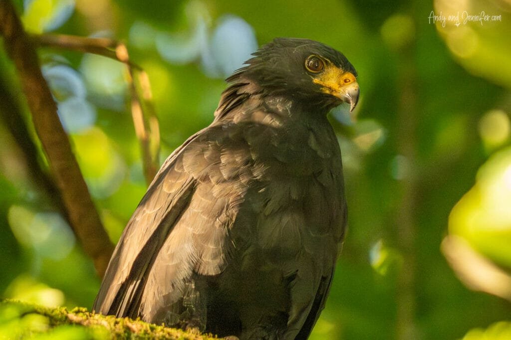 A black hawk with a bright yellow cere and hooked bill perches on a moss-covered branch in the rainforest along the Changuinola Canal in Panama, illuminated by warm morning light.