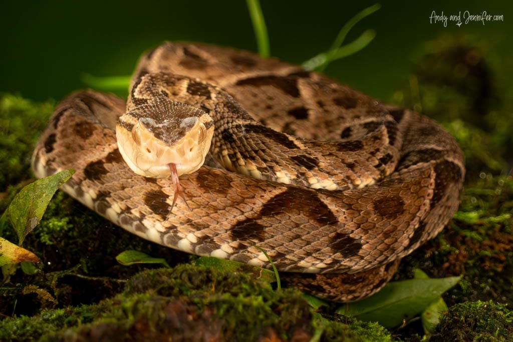 Fer-de-lance coiled on a mossy forest floor with its tongue extended.