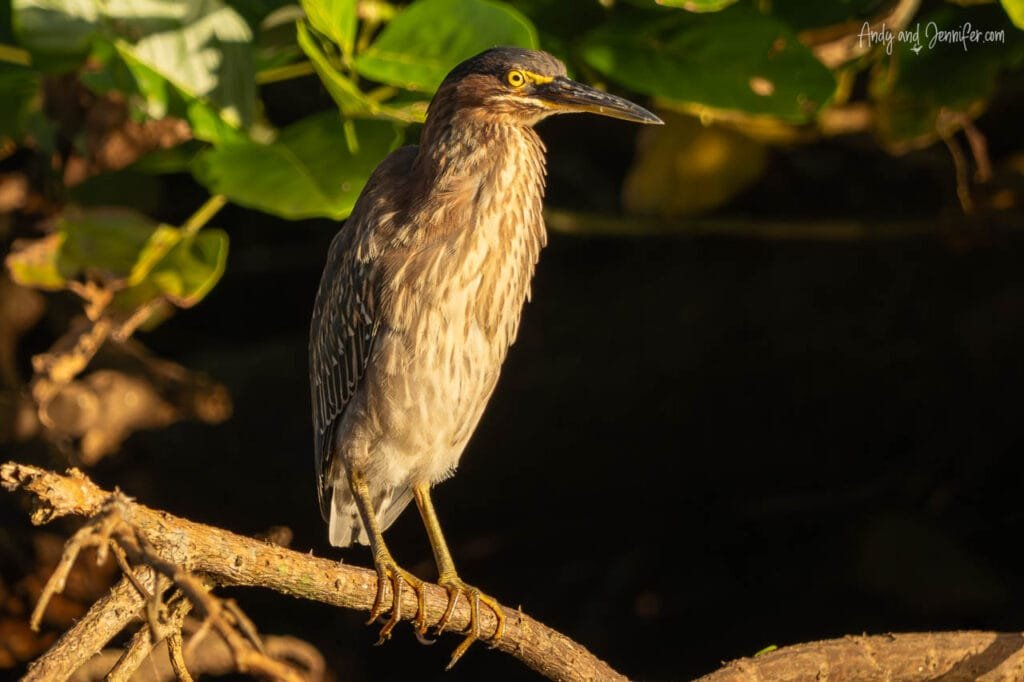 A green heron perches on a branch along the Changuinola Canal in Panama, its streaked chest and bright yellow eye highlighted by warm early morning sunlight.