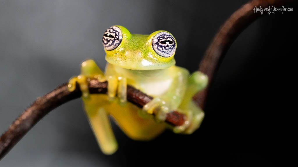 Emerald Glass Frog gripping intersecting branches, showing its translucent green body and patterned eyes in Costa Rica.