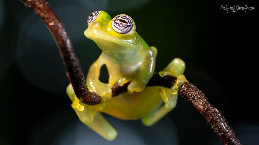 Emerald Glass Frog gripping intersecting branches, showing its translucent green body and patterned eyes in Costa Rica.
