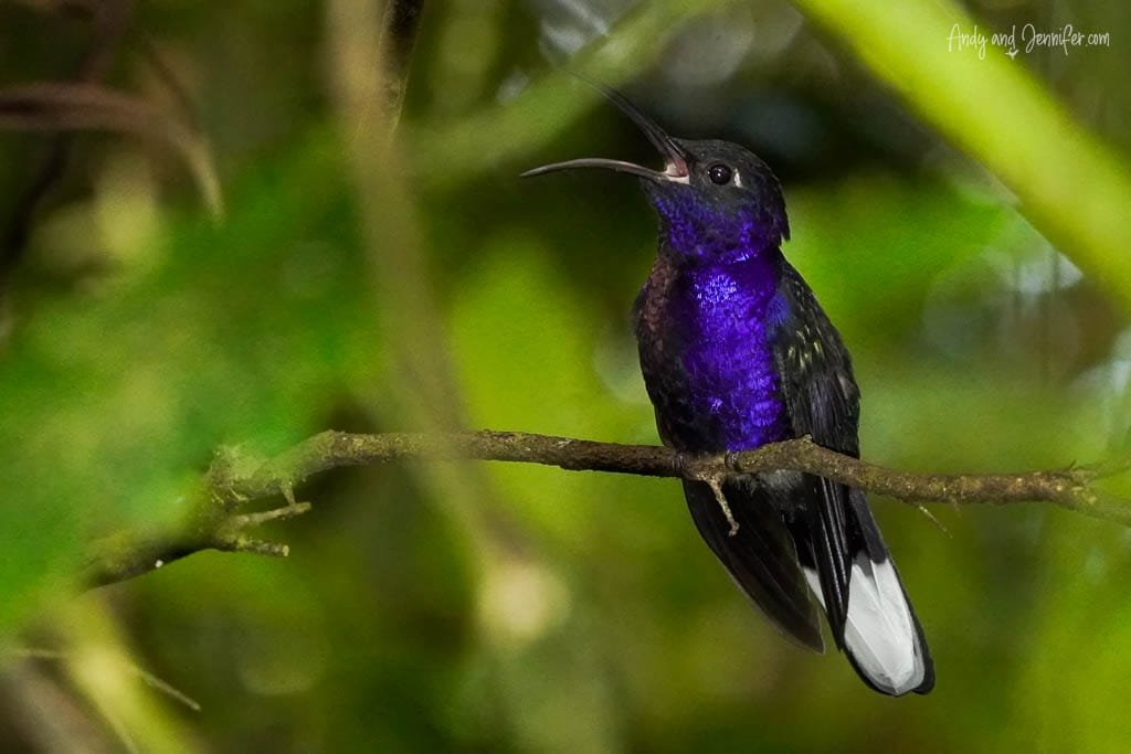Violet Sabrewing hummingbird perched on a branch with its iridescent violet throat and white-tipped tail visible.