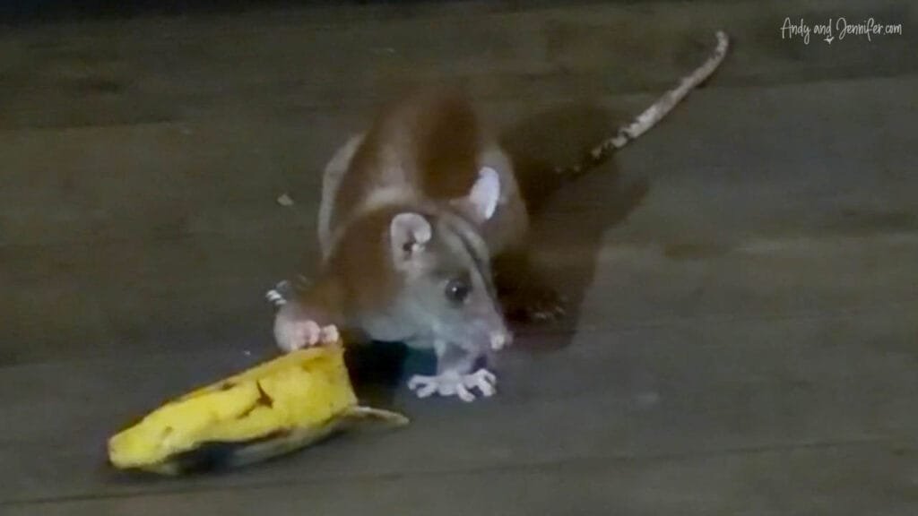 Woolly opossum eating a banana peel on the deck at Tranquilo Bay Eco Adventure Lodge, Isla Bastimentos, Panama.