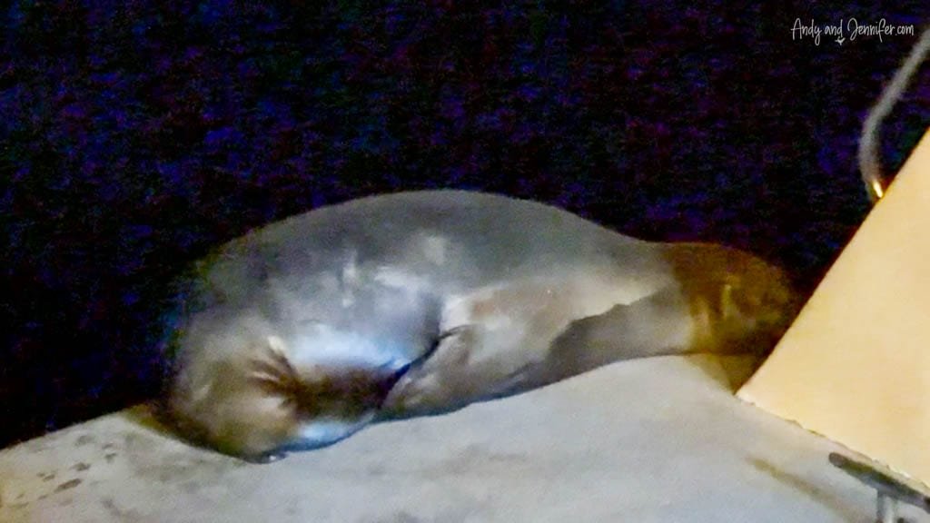 Galápagos sea lion sleeping on the swim platform of the Ecogalaxy at Tagus Cove, Isabela Island, Galápagos.