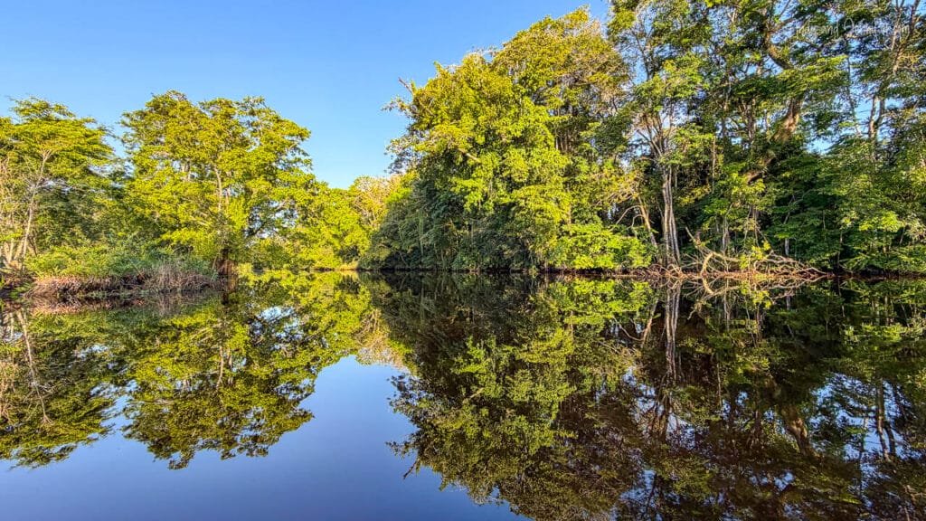 Calm waters of the Changuinola Canal in Panama reflect lush tropical rainforest on both banks, creating a near-perfect mirror image beneath a clear blue sky.