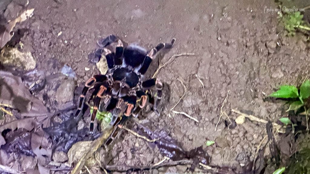 Large orange-legged tarantula on the forest floor near the bat photography setup at Rancho Naturalista, Costa Rica.