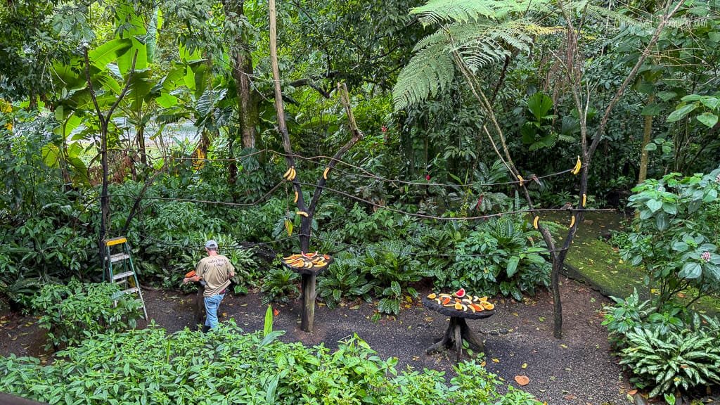 Fruit feeders set among dense rainforest vegetation below the viewing balcony at Selva Verde Lodge, Costa Rica.