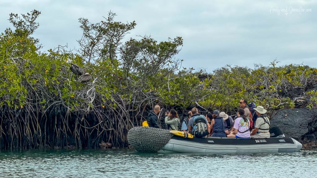 Ecogalaxy passengers exploring the mangroves by panga at Elizabeth Bay in the Galápagos.