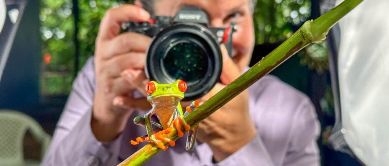 Red-eyed tree frog perched on a branch while being photographed during a herping photography session at Laguna Lagarto, Costa Rica.