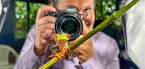 Red-eyed tree frog perched on a branch while being photographed during a herping photography session at Laguna Lagarto, Costa Rica.