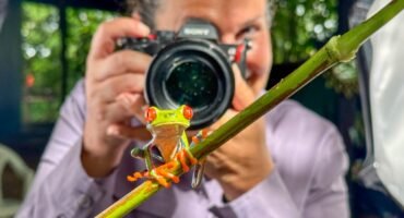 Red-eyed tree frog perched on a branch while being photographed during a herping photography session at Laguna Lagarto, Costa Rica.