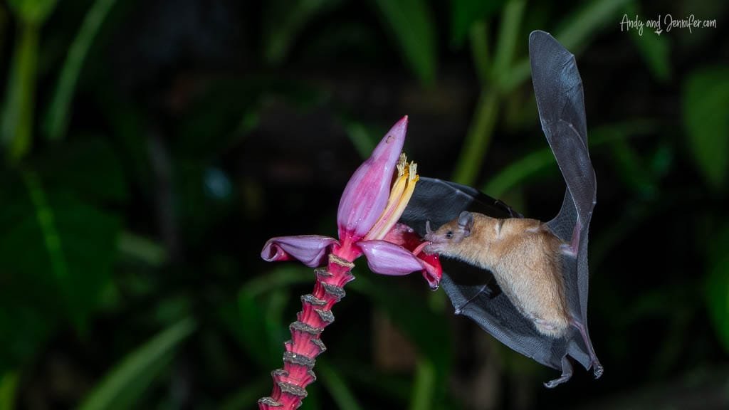Nectar-feeding bat hovering beside a banana flower during night photography at Rancho Naturalista, Costa Rica.