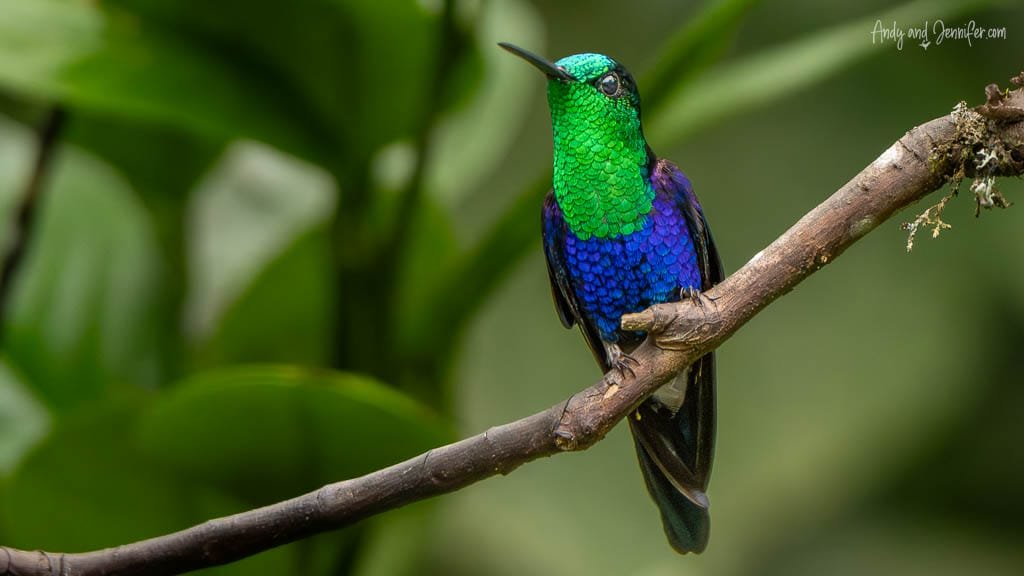 Crowned woodnymph perched on a branch showing its iridescent green and violet plumage at Alambi Reserve, Ecuador.