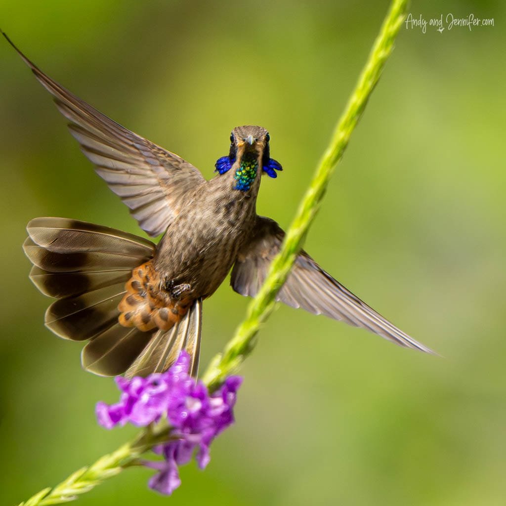Brown violetear hummingbird hovering with wings and tail spread near purple verbena at Alambi Reserve, Ecuador.