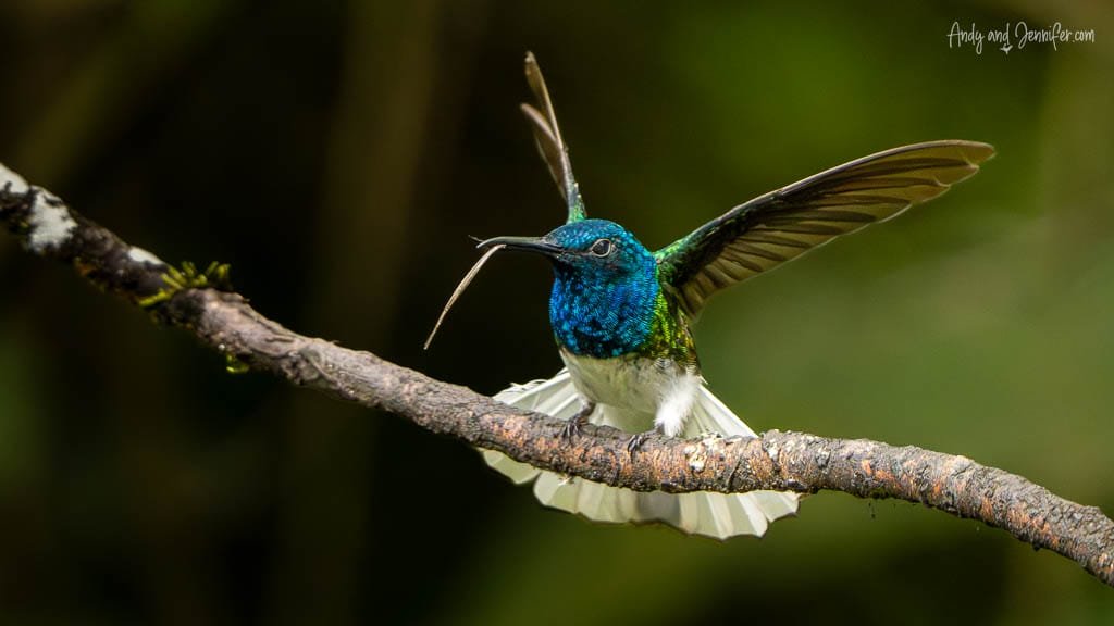 White-necked jacobin hummingbird with a broken bill perched with wings spread at Alambi Reserve, Pichincha, Ecuador.