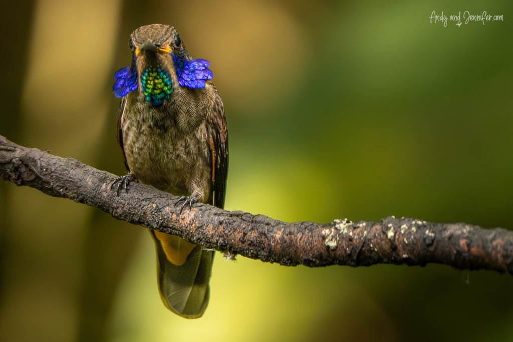 Brown violetear hummingbird perched with its violet ear patches displayed at Alambi Reserve, Pichincha, Ecuador.