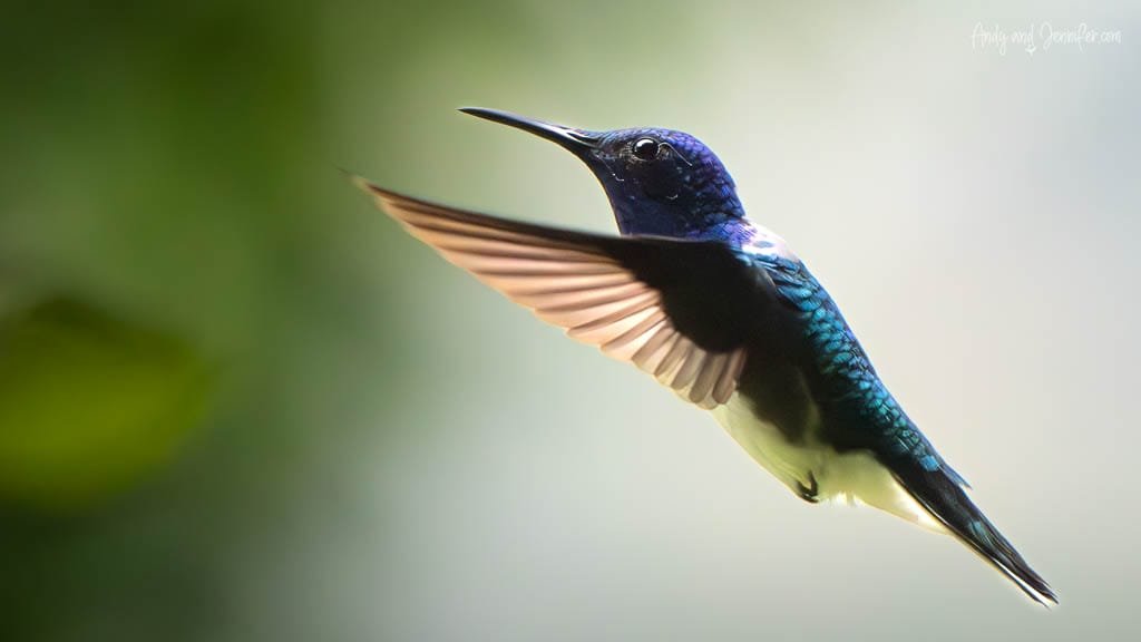 White-necked Jacobin hummingbird hovering in flight at Rancho Naturalista, Costa Rica.