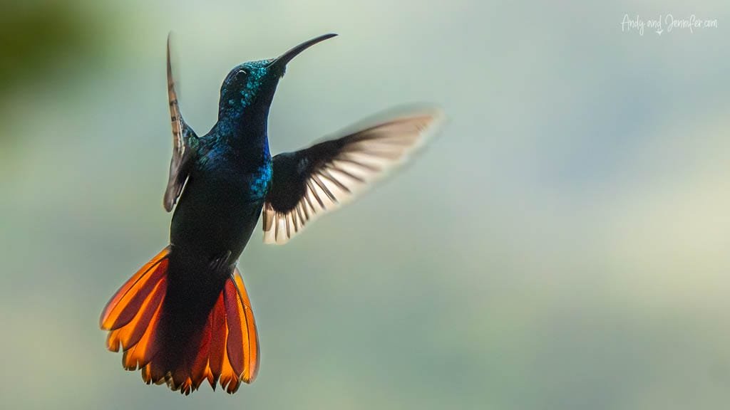 Green-breasted Mango hummingbird hovering with its rufous tail spread at Rancho Naturalista, Costa Rica.