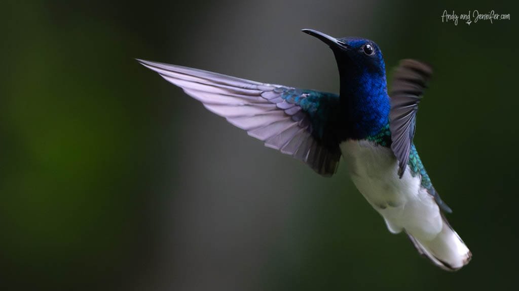 White-necked Jacobin hummingbird hovering with wings spread at Rancho Naturalista, Costa Rica.